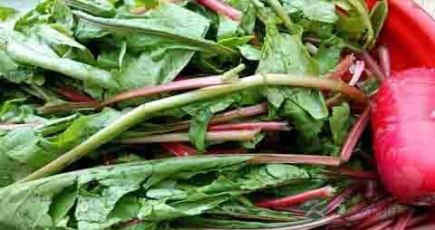 萝卜樱的营养价值_吃萝卜樱的好处 萝卜樱的营养价值_吃萝卜樱的好处