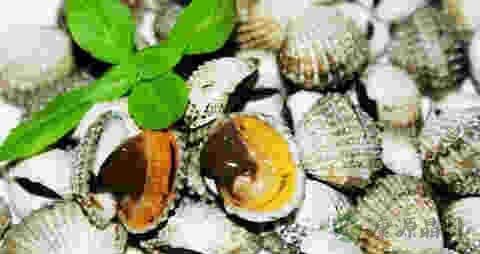 蚶子的吃法_哪些人不能吃蚶子