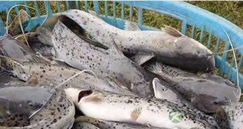 钳鱼的吃法_哪些人不能吃钳鱼