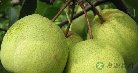 酥梨的吃法_哪些人不能吃酥梨