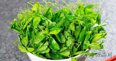 豌豆尖的营养价值_吃豌豆尖的好处 豌豆尖的营养价值_吃豌豆尖的好处