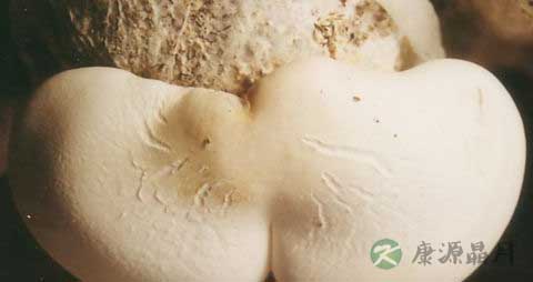 阿魏菇的吃法_哪些人不能吃阿魏菇