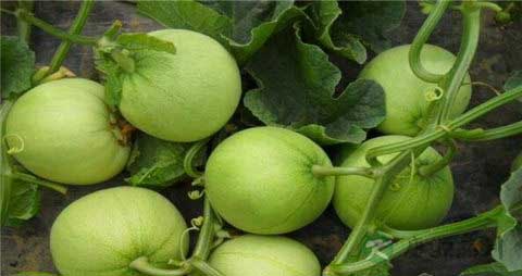 香瓜是热性还是凉性的