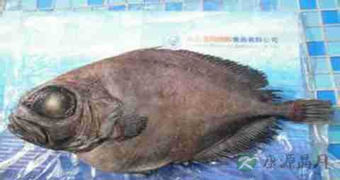 雪斑鱼的营养价值_吃雪斑鱼的好处