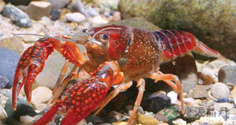 螯虾的吃法_哪些人不能吃螯虾