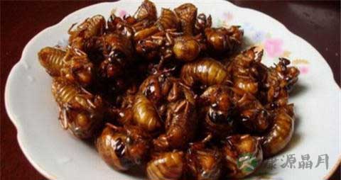 知了猴的吃法_哪些人不能吃知了猴