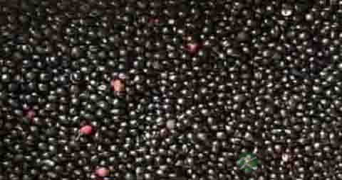 花椒籽的营养价值_吃花椒籽的好处