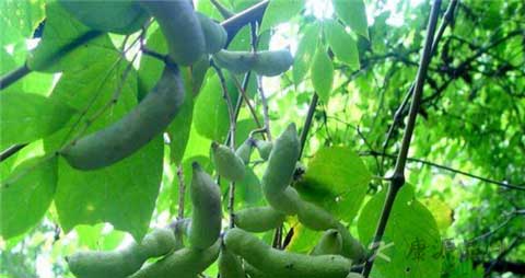 猫屎瓜的营养价值_吃猫屎瓜的好处