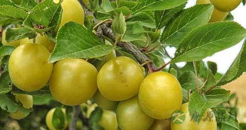 空腹吃李子好吗