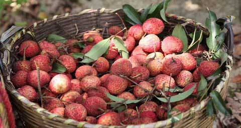 新鲜荔枝怎么保存