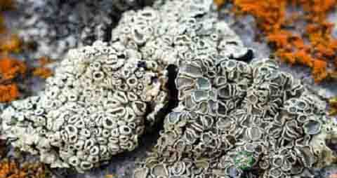 地衣的营养价值_吃地衣的好处 地衣的营养价值_吃地衣的好处