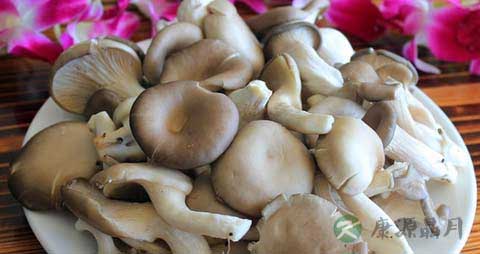 秀珍菇的营养价值_吃秀珍菇的好处