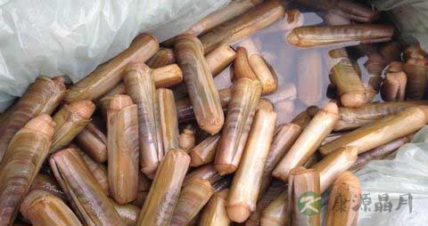 竹蛏的吃法_哪些人不能吃竹蛏