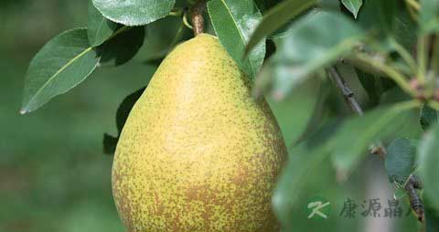 雪梨的吃法_哪些人不能吃雪梨