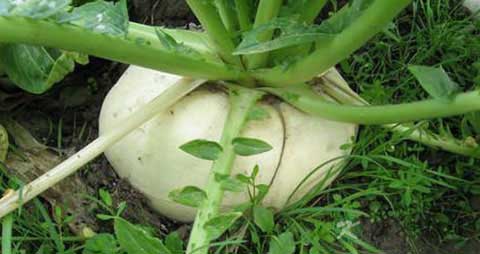 盘菜的吃法_哪些人不能吃盘菜