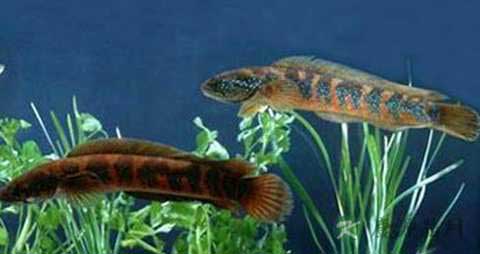 月鳢的营养价值_吃月鳢的好处 月鳢的营养价值_吃月鳢的好处