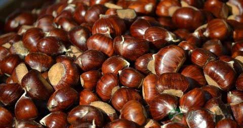 板栗的保存方法 板栗的保存方法
