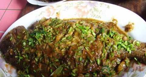 加吉鱼的营养价值_吃加吉鱼的好处