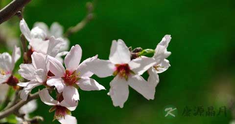 巴旦木的营养价值_吃巴旦木的好处