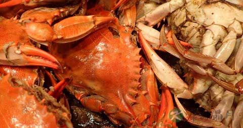 啤酒蒸螃蟹的做法 啤酒蒸螃蟹的做法