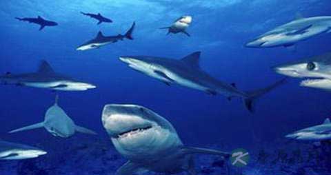 鲨鱼的吃法_哪些人不能吃鲨鱼