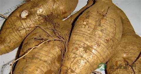 葛的吃法_哪些人不能吃葛