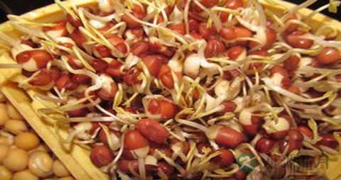 红豆芽的吃法_哪些人不能吃红豆芽