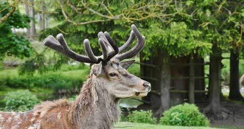 刚割下的新鲜鹿茸怎么保存 刚割下的新鲜鹿茸怎么保存