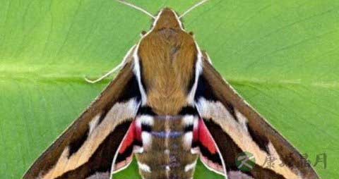 雄蚕蛾泡酒配方