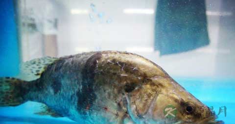 桂鱼的营养价值_吃桂鱼的好处