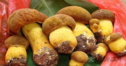 黄皮牛肝菌的吃法_哪些人不能吃黄皮牛肝菌