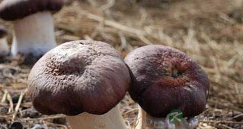 大球盖菇的营养价值_吃大球盖菇的好处