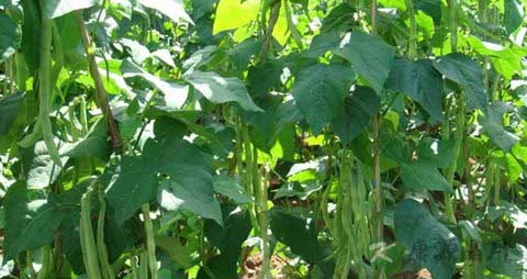 架豆的营养价值_吃架豆的好处