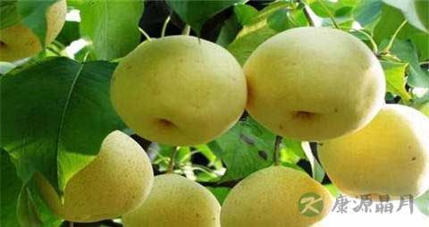 皇冠梨的吃法_哪些人不能吃皇冠梨