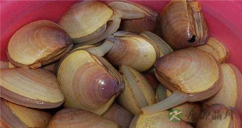 西施舌的吃法_哪些人不能吃西施舌