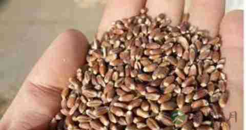 黑小麦的营养价值_吃黑小麦的好处