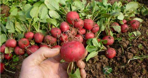 樱桃萝卜的吃法_哪些人不能吃樱桃萝卜