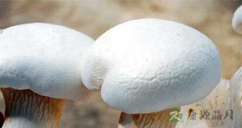 阿魏菇的吃法_哪些人不能吃阿魏菇