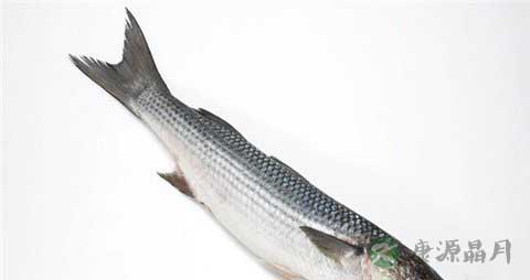 乌头鱼的营养价值_吃乌头鱼的好处
