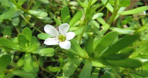 假马齿苋能吃吗 假马齿苋能吃吗