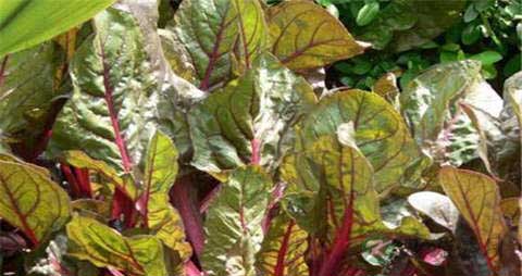 甜菜的吃法_哪些人不能吃甜菜