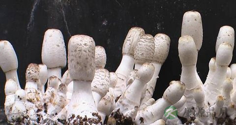 鸡腿菇和杏鲍菇的区别