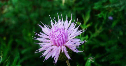 蓟菜的营养价值_吃蓟菜的好处