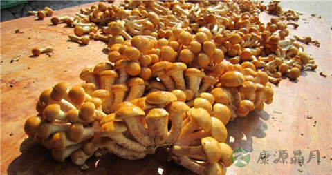 滑子菇的吃法_哪些人不能吃滑子菇