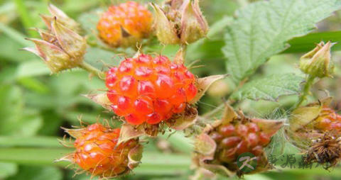 空心泡的营养价值_吃空心泡的好处