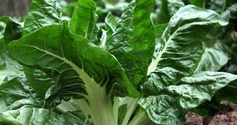 牛皮菜的营养价值_吃牛皮菜的好处 牛皮菜的营养价值_吃牛皮菜的好处