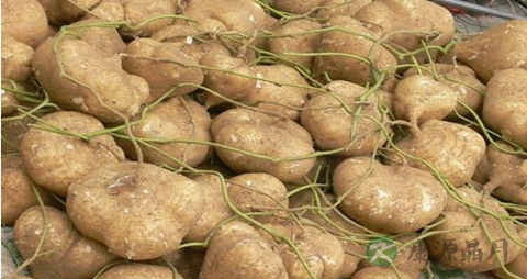 豆薯的营养价值_吃豆薯的好处 豆薯的营养价值_吃豆薯的好处