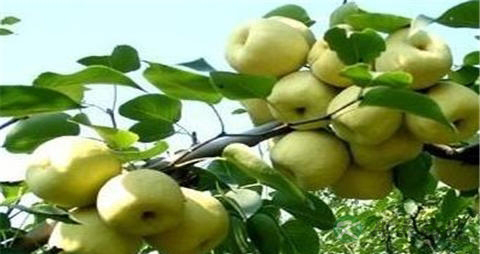 贡梨的吃法_哪些人不能吃贡梨