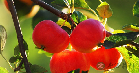 沙果的吃法_哪些人不能吃沙果