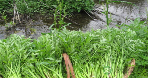 水芹菜的吃法_哪些人不能吃水芹菜